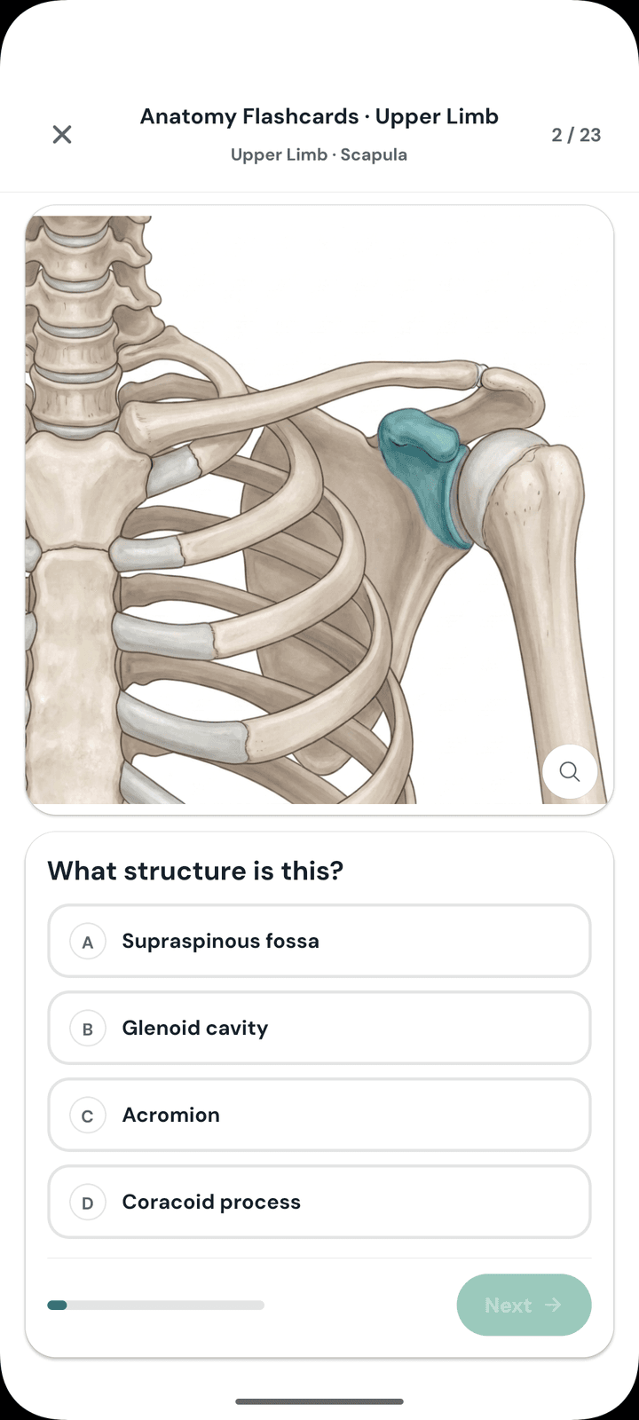 A Studium anatomy flashcard in the mobile app: an illustrated shoulder with one structure highlighted and four answer choices